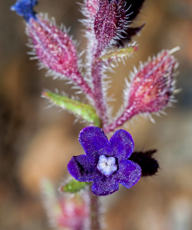 Anchusa undulata granatensis.08
