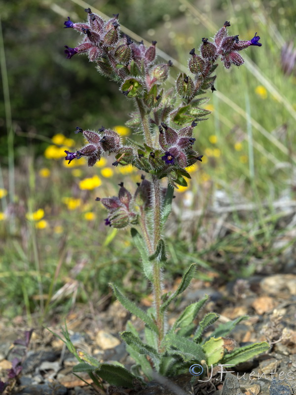 Anchusa undulata granatensis.09