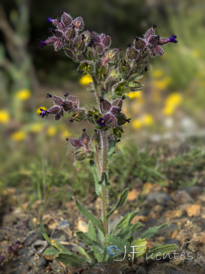 Anchusa undulata granatensis.12