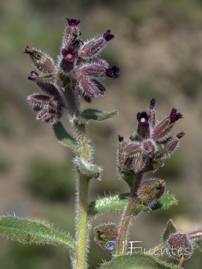 Anchusa undulata granatensis.14