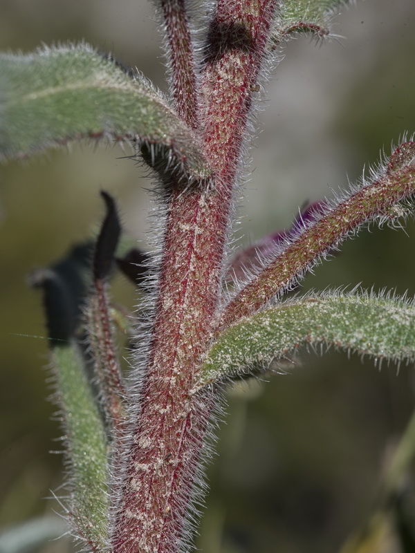 Anchusa undulata granatensis.01