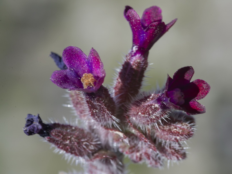 Anchusa undulata granatensis.04
