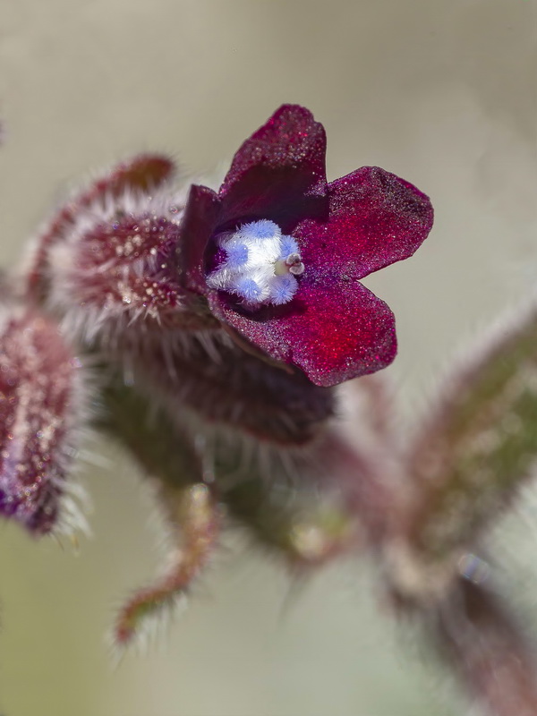 Anchusa undulata granatensis.05