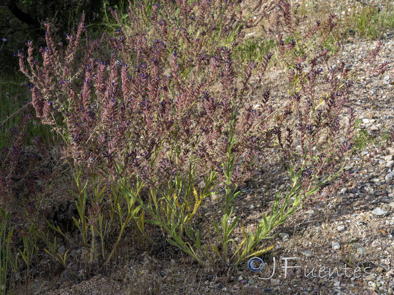 Anchusa undulata undulata.01