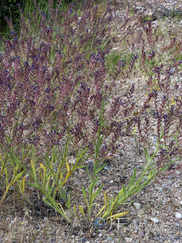 Anchusa undulata undulata.02