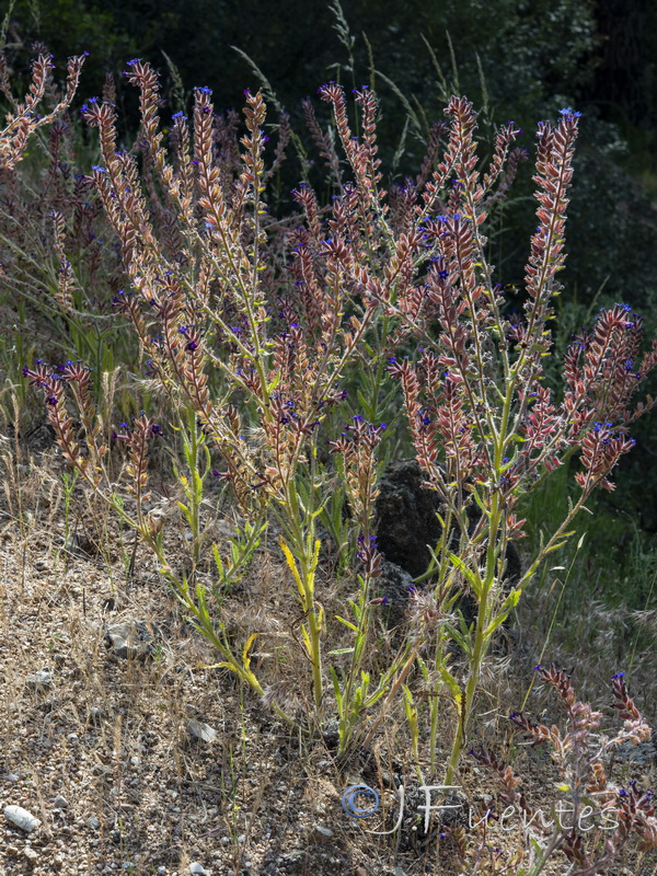 Anchusa undulata undulata.03