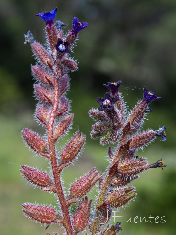 Anchusa undulata undulata.06