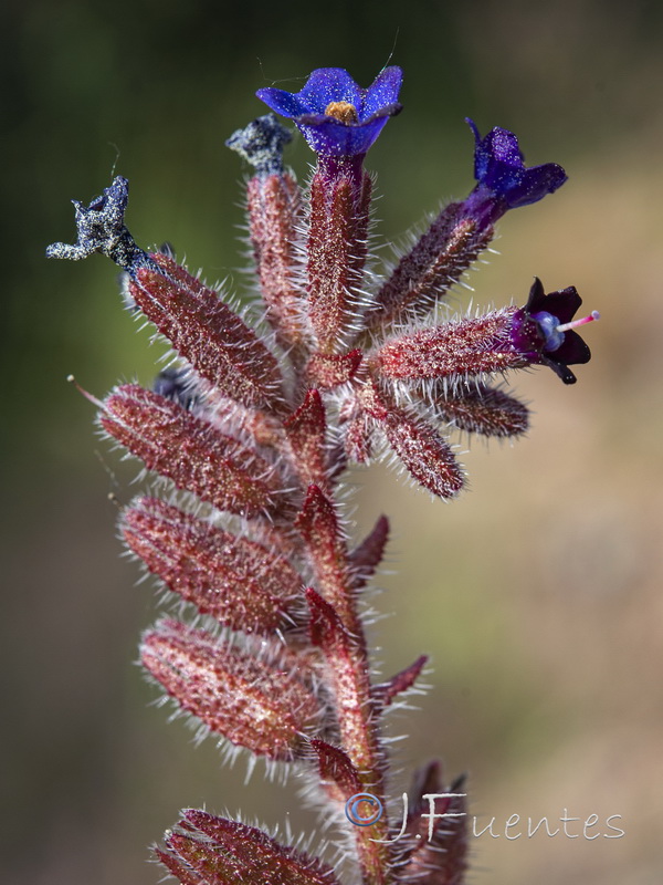 Anchusa undulata undulata.07