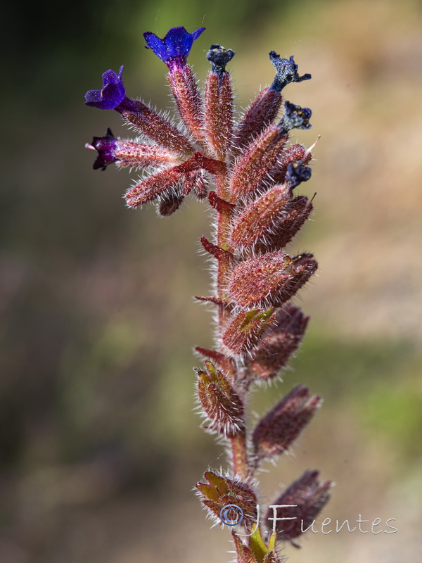 Anchusa undulata undulata.08