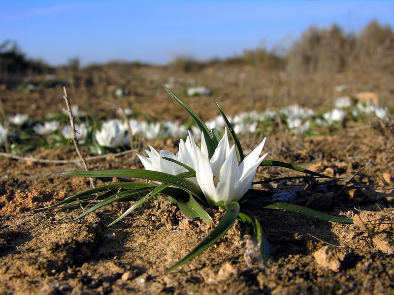 Androcymbium europaeum.02