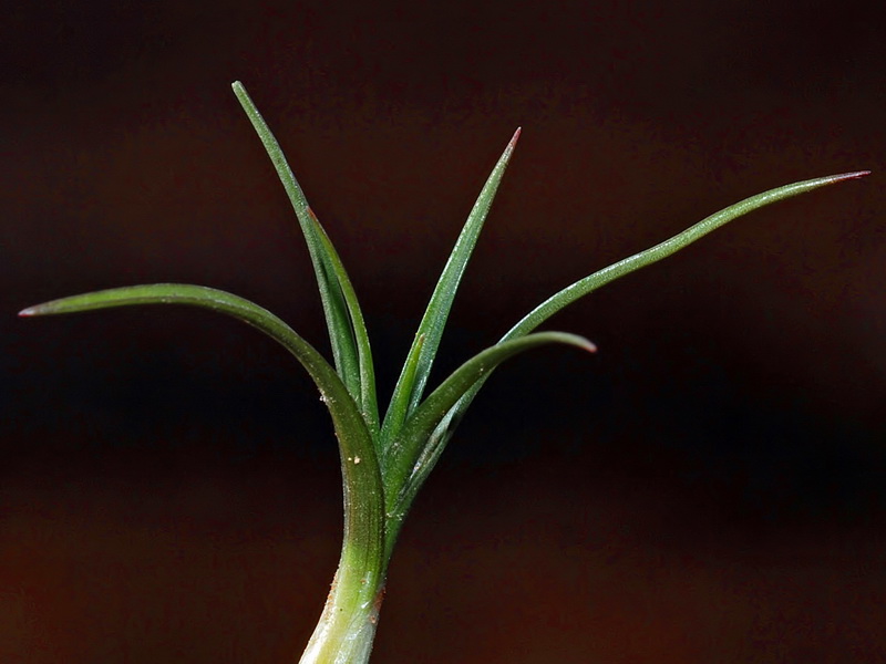 Androcymbium europaeum.03