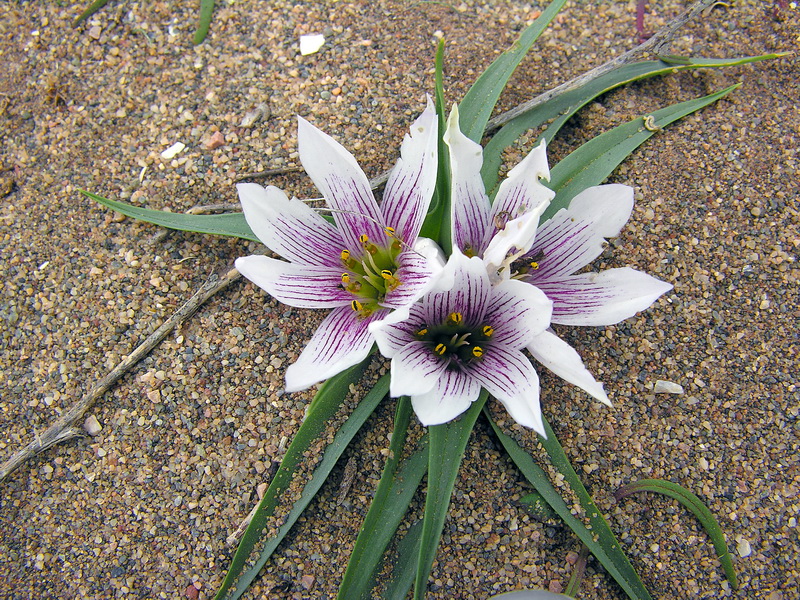 Androcymbium europaeum.04