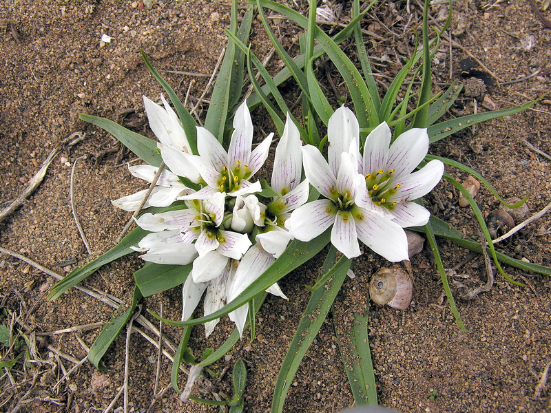 Androcymbium europaeum.05