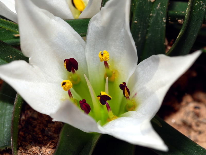 Androcymbium europaeum.06