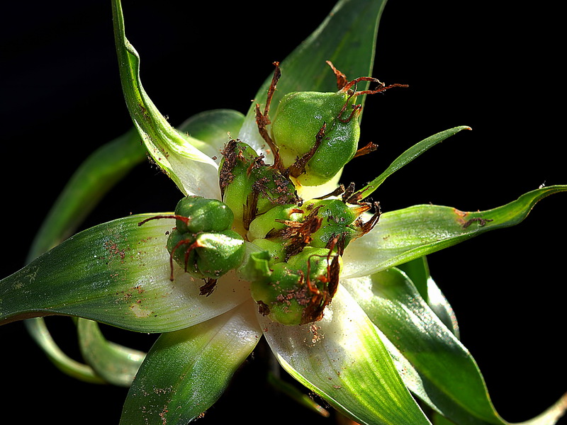 Androcymbium europaeum.07