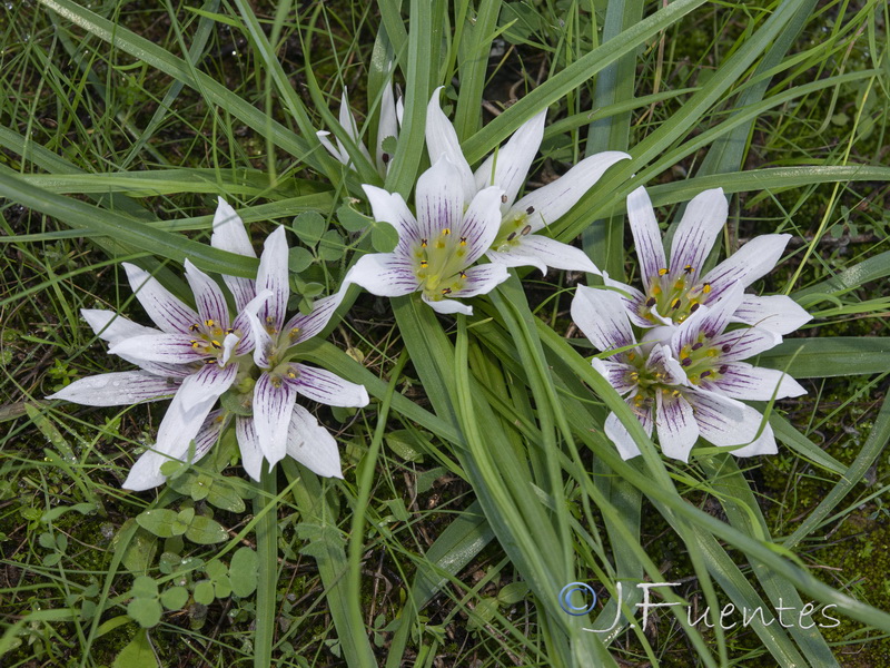 Androcymbium europaeum.13