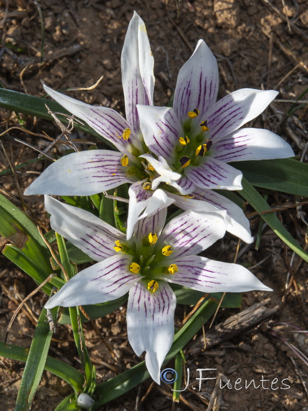 Androcymbium europaeum.15