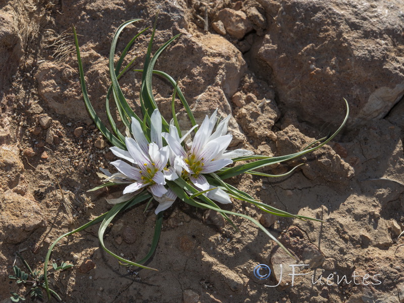 Androcymbium europaeum.18