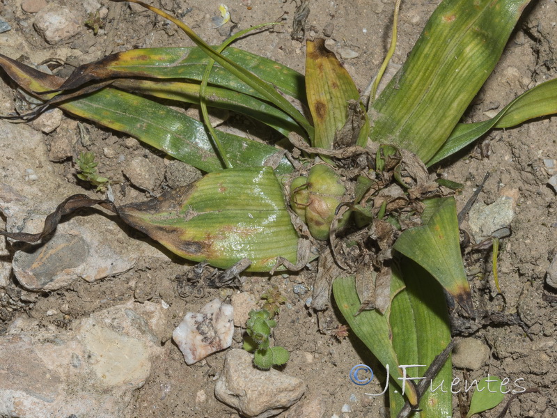 Androcymbium europaeum.19