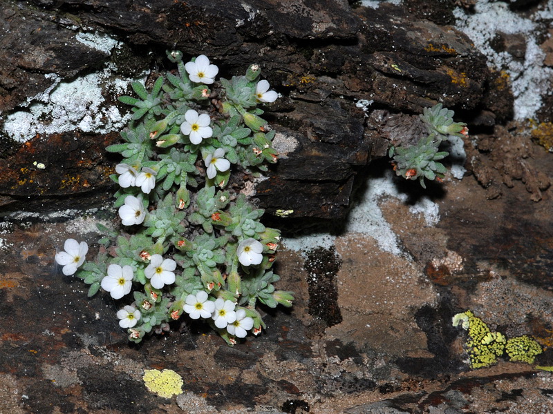 Androsace vandellii.01