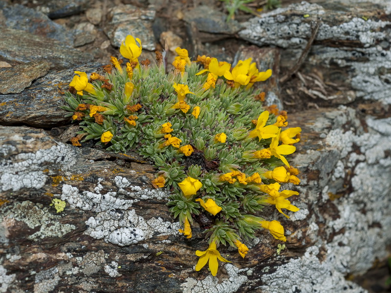 Androsace vitaliana nevadensis.01