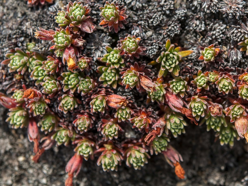 Androsace vitaliana nevadensis.02