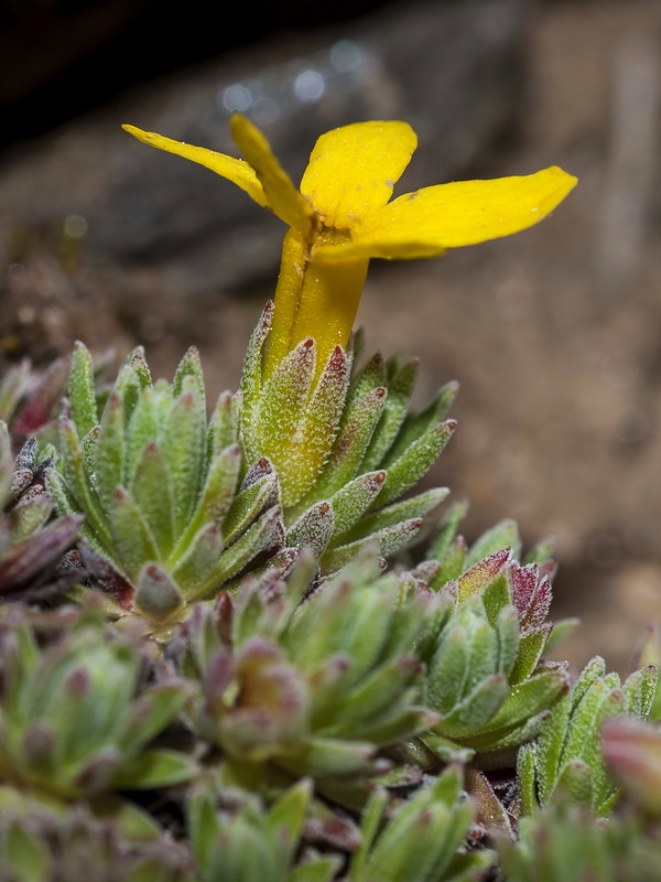 Androsace vitaliana nevadensis.04
