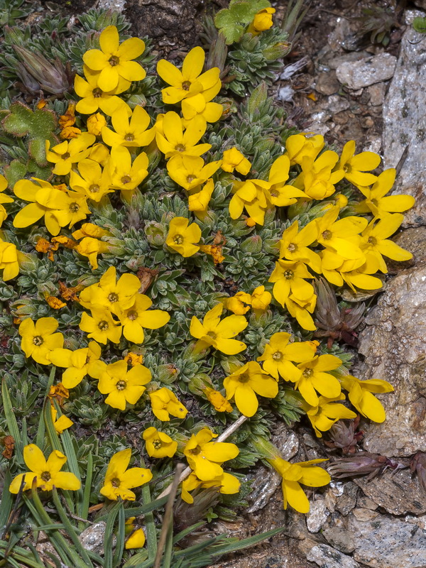 Androsace vitaliana nevadensis.05