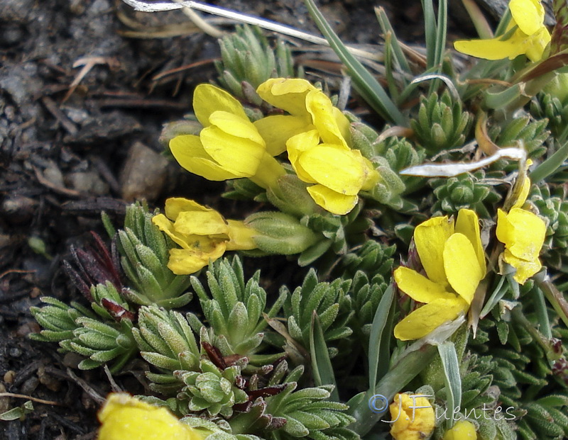 Androsace vitaliana nevadensis.06