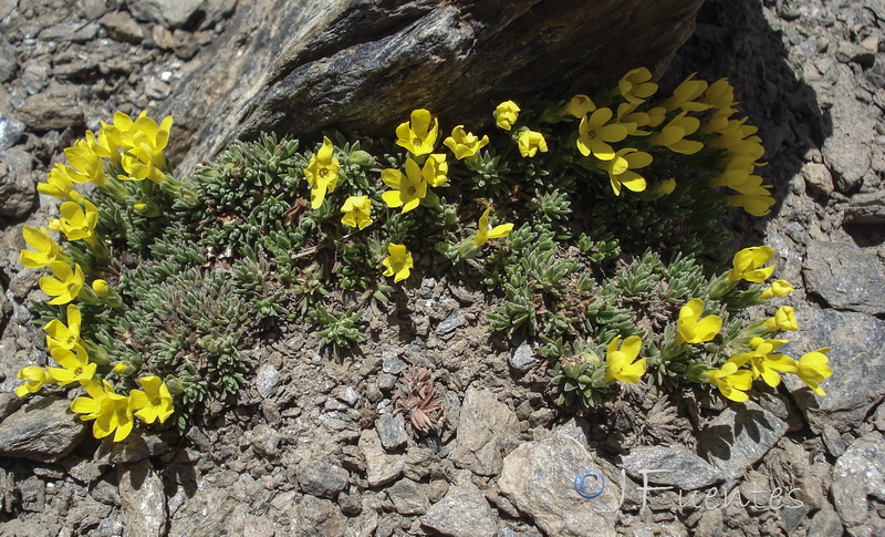 Androsace vitaliana nevadensis.12