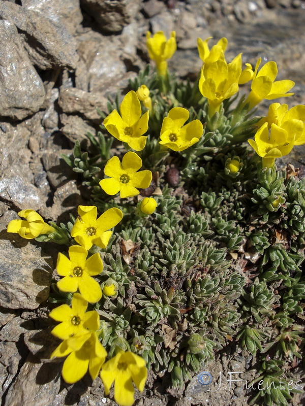 Androsace vitaliana nevadensis.13
