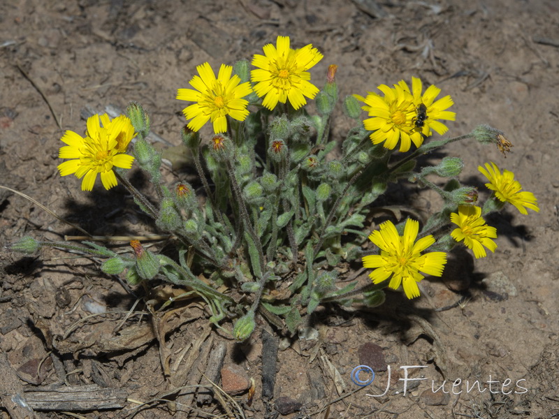 Andryala arenaria.01