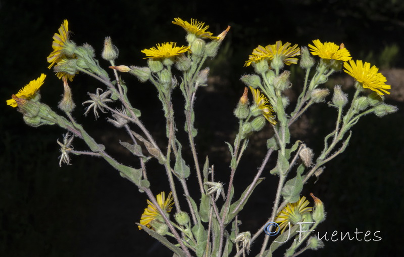 Andryala arenaria.02