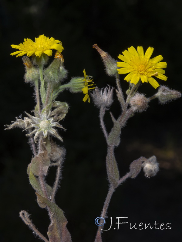 Andryala arenaria.03