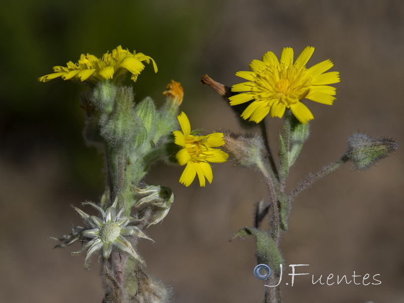 Andryala arenaria.04