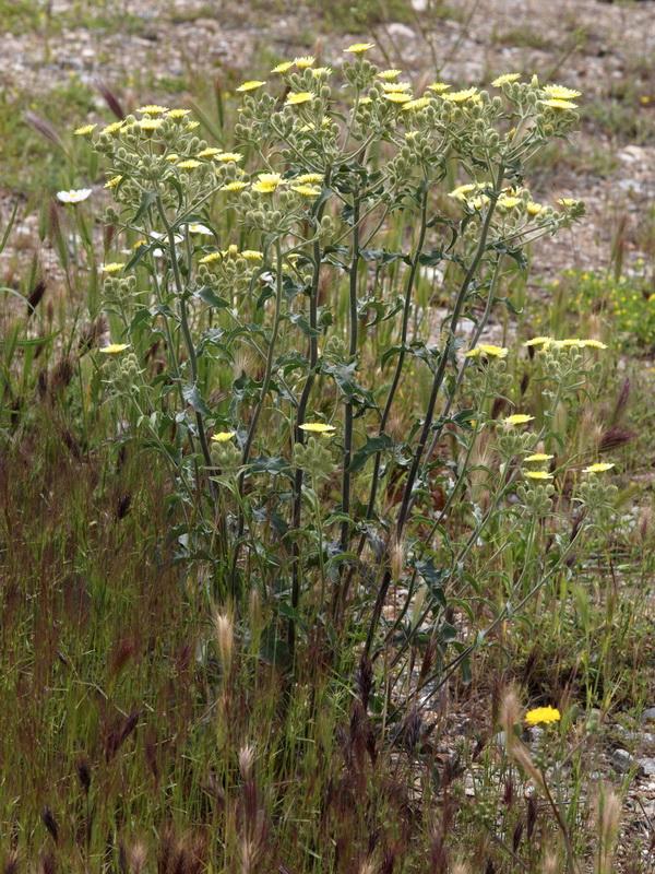 Andryala integrifolia.01