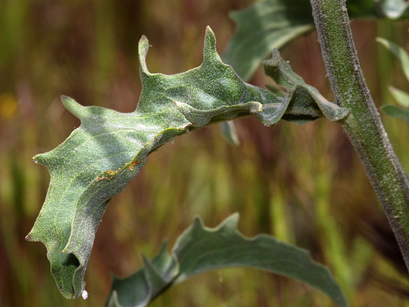 Andryala integrifolia.04