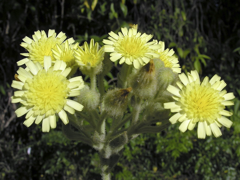 Andryala integrifolia.07