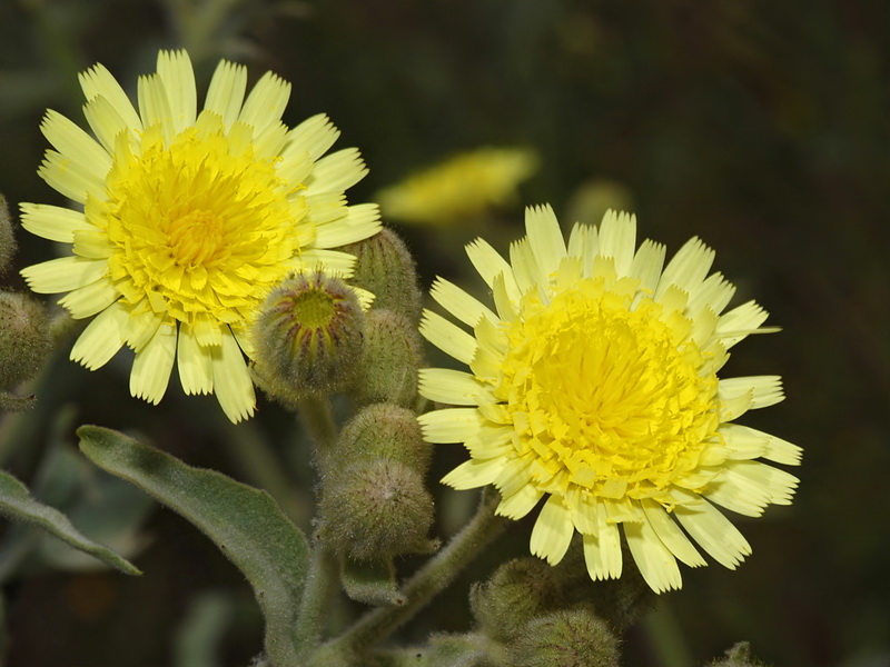 Andryala integrifolia.10