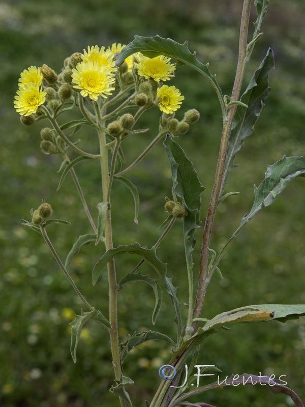 Andryala integrifolia.06