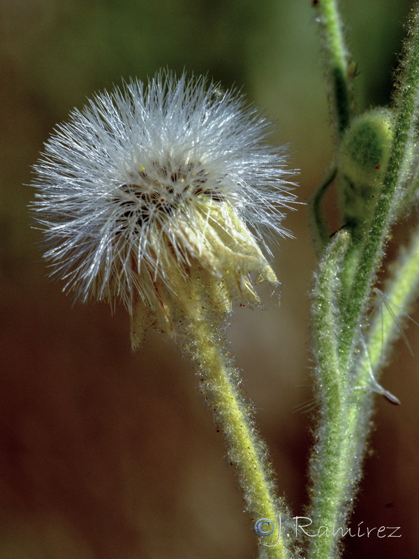 Andryala integrifolia.20