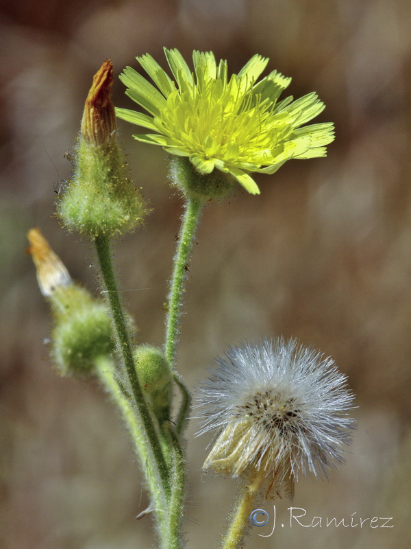 Andryala integrifolia.22