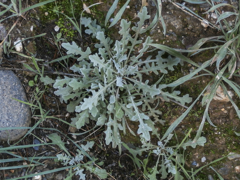 Andryala ragusina.35