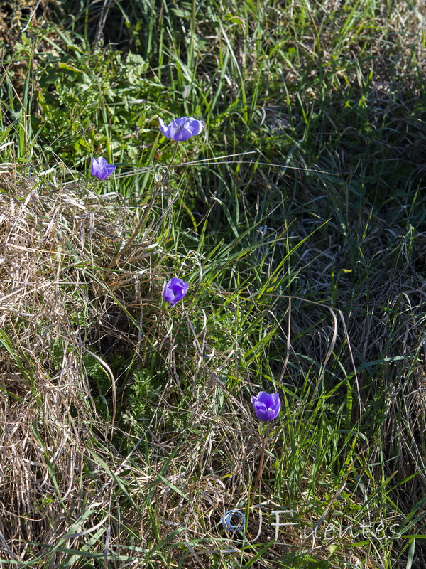 Anemone coronaria.01