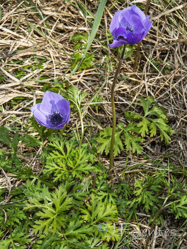 Anemone coronaria.02