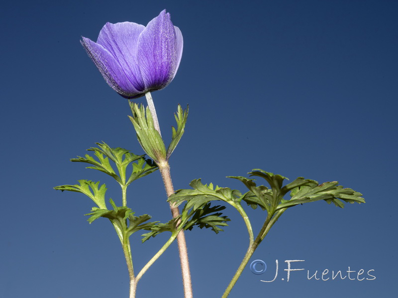 Anemone coronaria.04