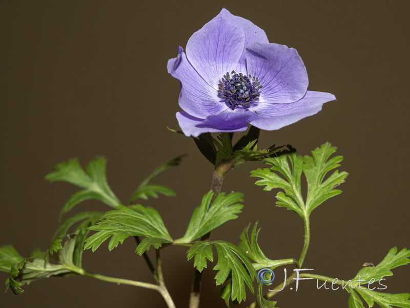 Anemone coronaria.06