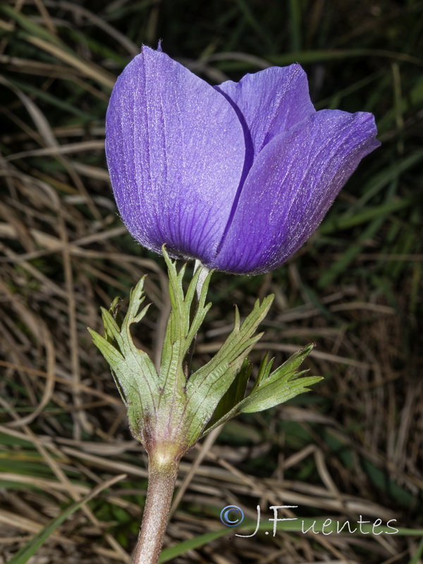 Anemone coronaria.07