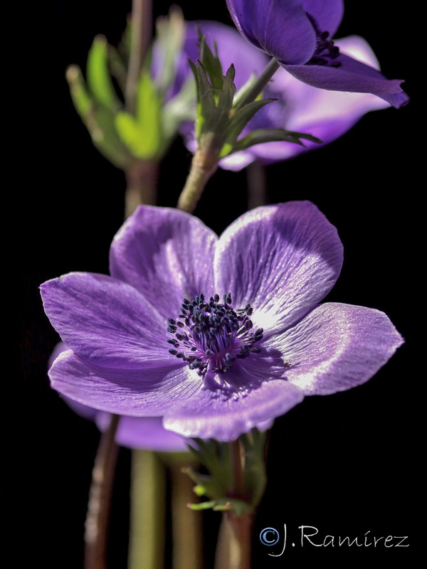 Anemone coronaria.08