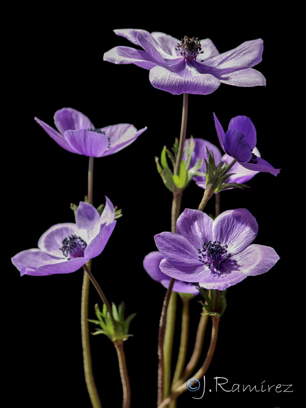 Anemone coronaria.09